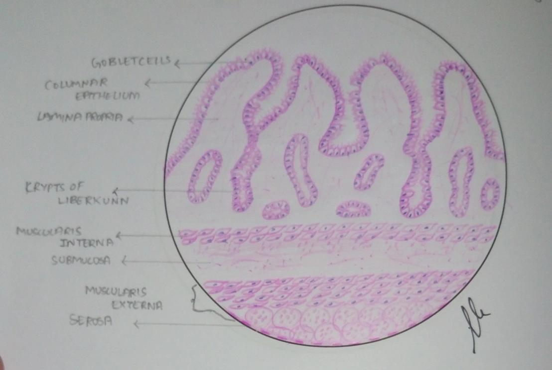 HISTOLOGY OF JEJUNUM - MANAGE YOUR TIME 1996